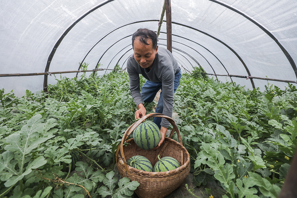 5月3日，更楼街道石岭村的种植户在大棚里采摘今年的头茬西瓜。