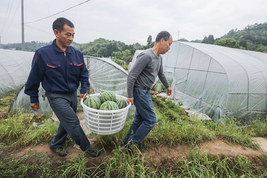 5月3日，更楼街道石岭村的种植户把刚采摘的头茬西瓜搬运装车。