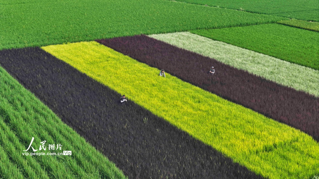 8月22日，江苏省淮安市农业技术推广中心技术员查看彩稻生长情况。